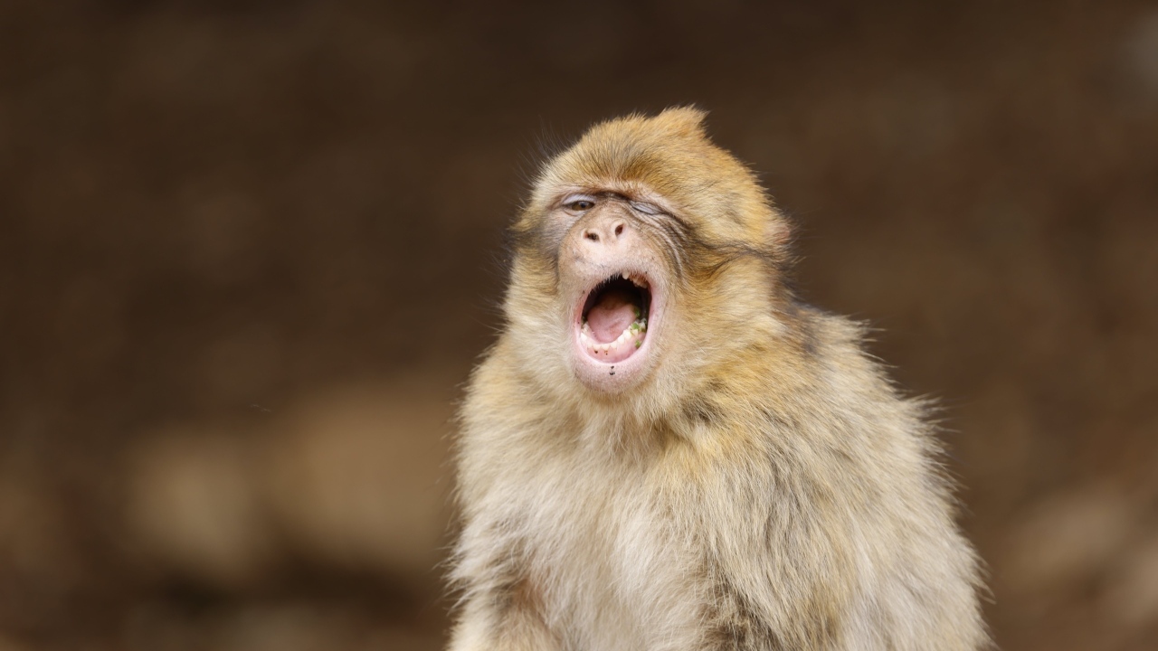 Зевающая обезьяна крупным планом