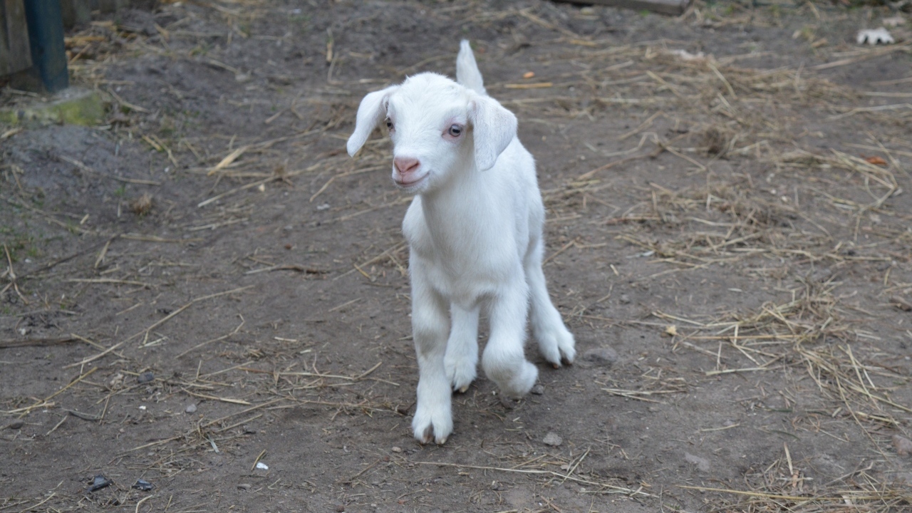 Милый маленький белый козленок