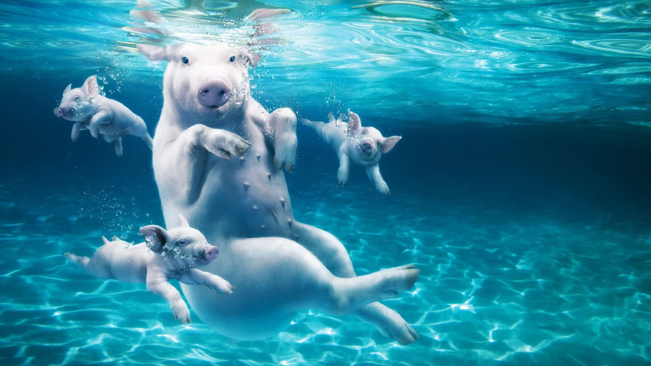 Розовые свиньи плавают в воде