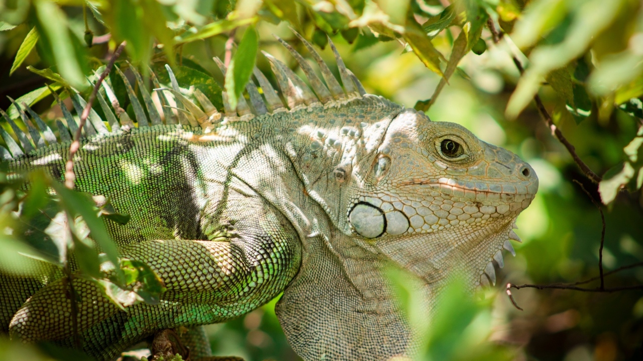 Большая зеленая игуана сидит в ветках дерева