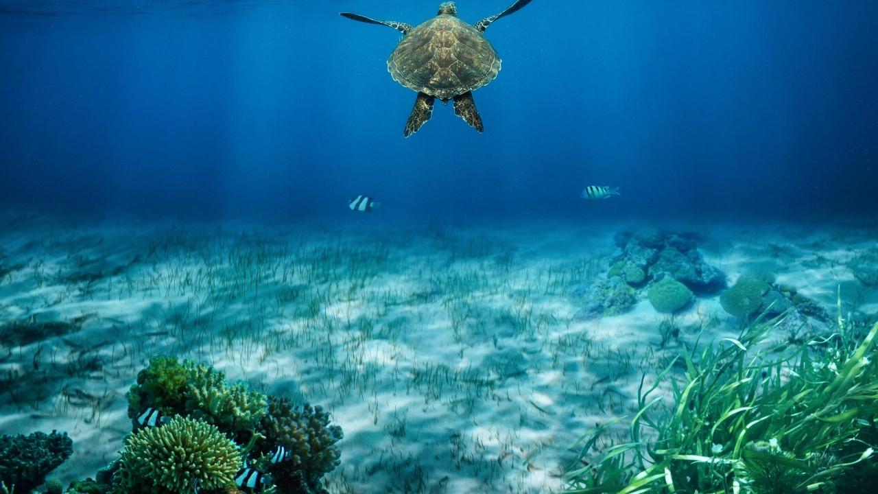 Черепаха плывет по воде у морского дна