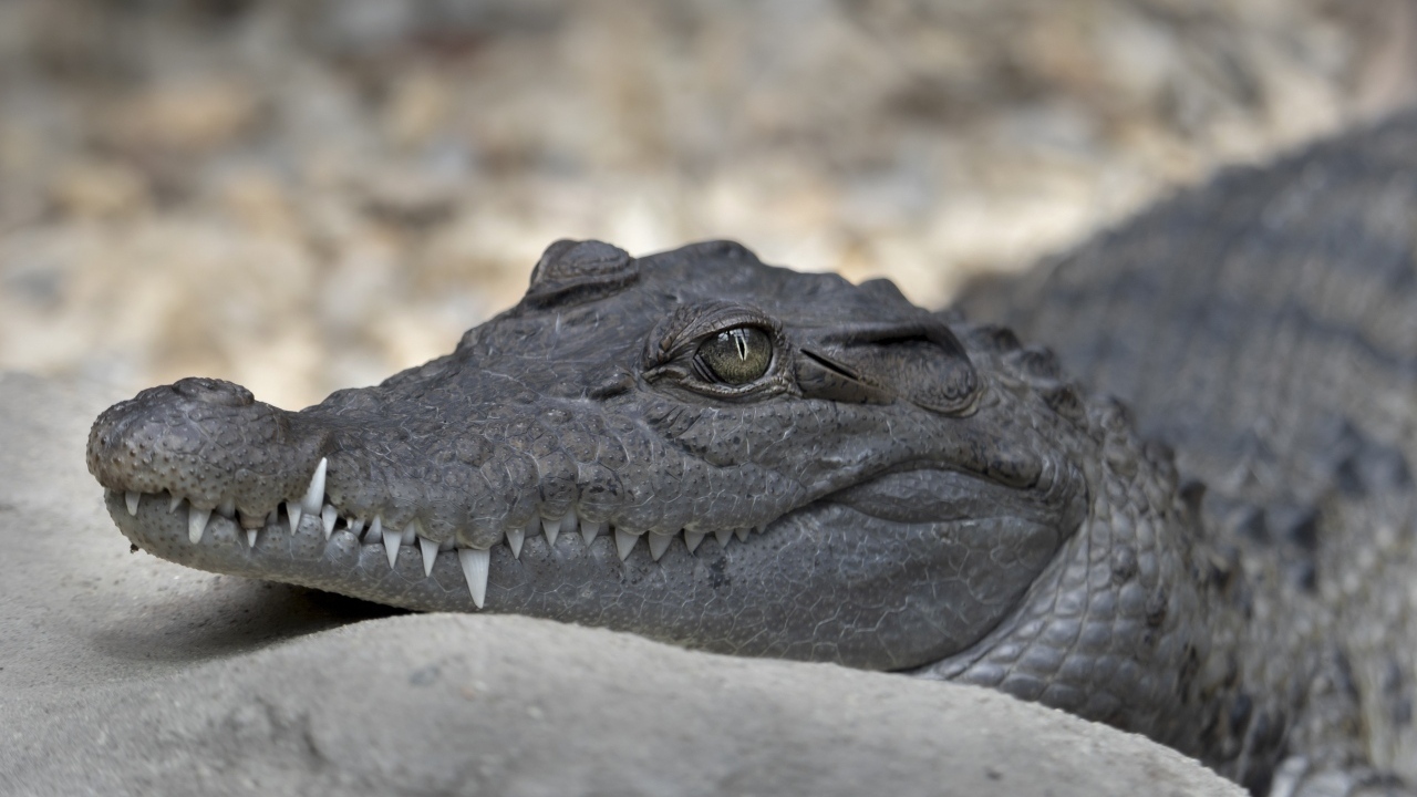 Аллигатор с острыми клыками крупным планом