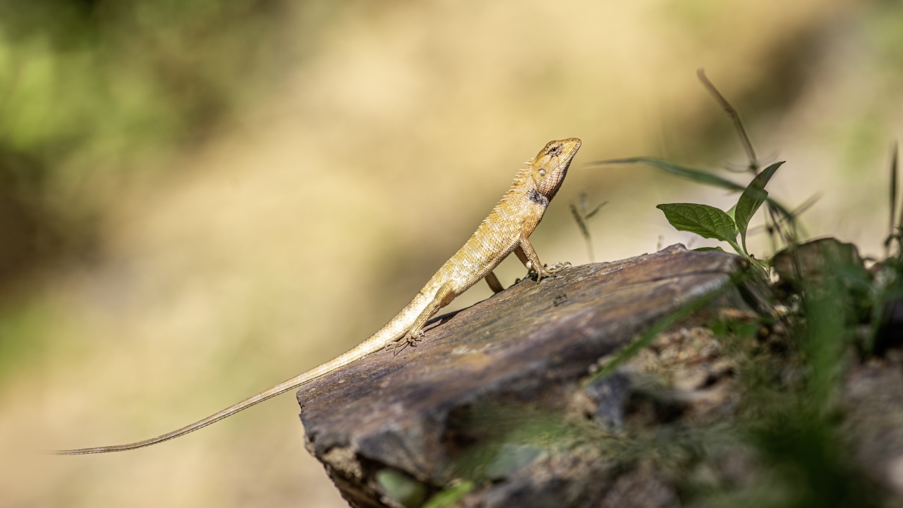 Садовая ящерица сидит на камне