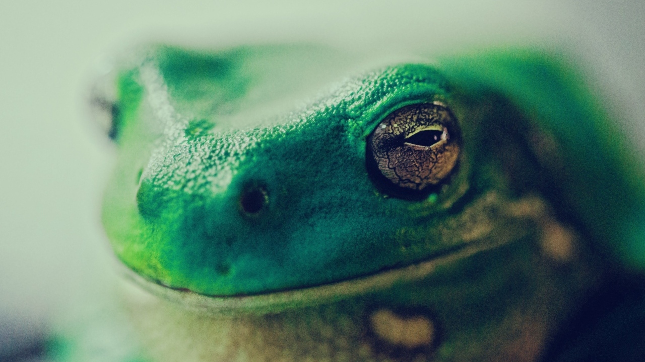 Голова зеленой лягушки крупным планом