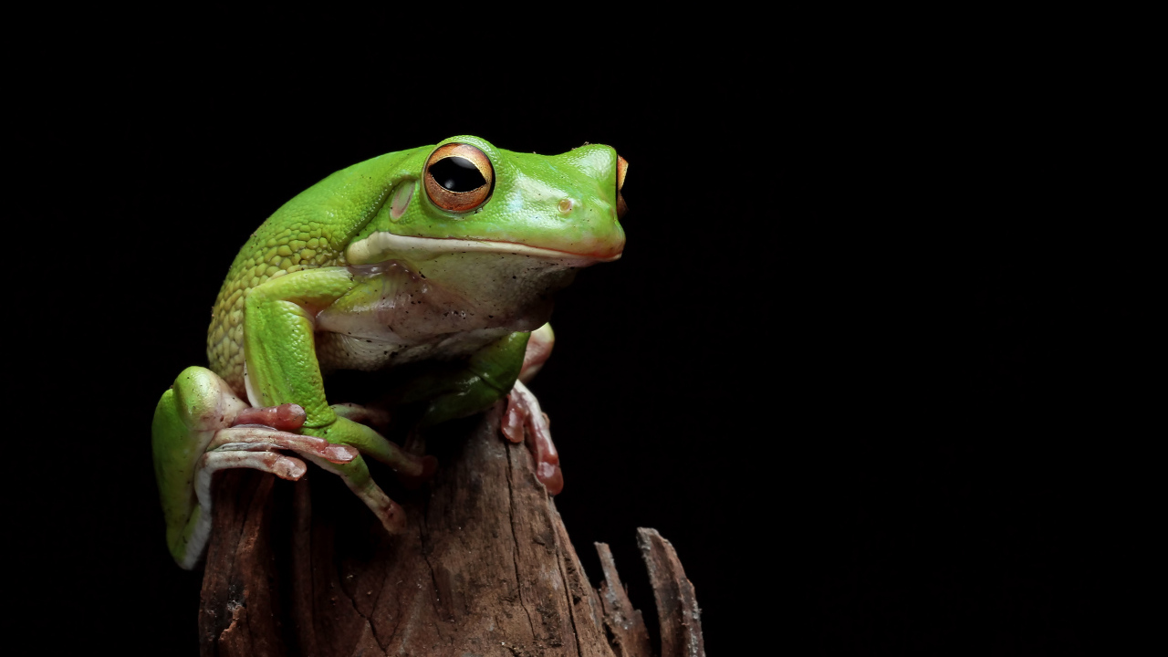 Зеленая лягушка сидит на сухой ветке 