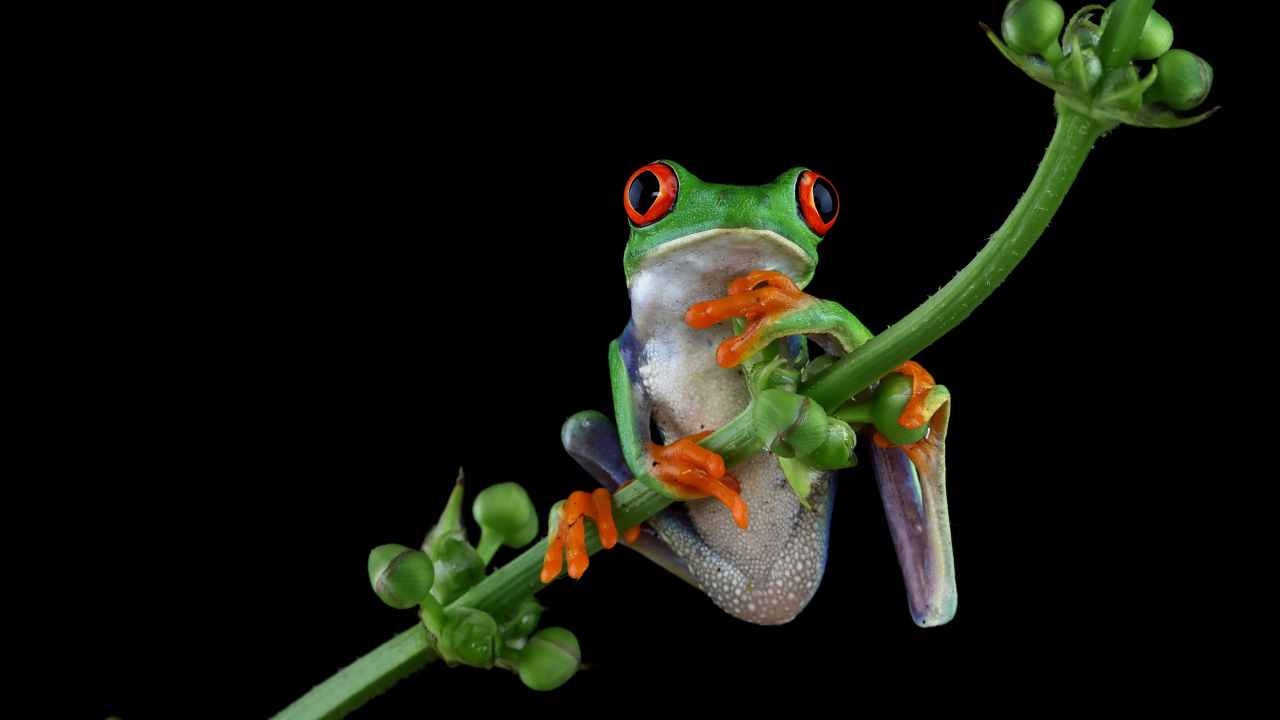 Зеленая лягушка с красными глазами висит на ветке