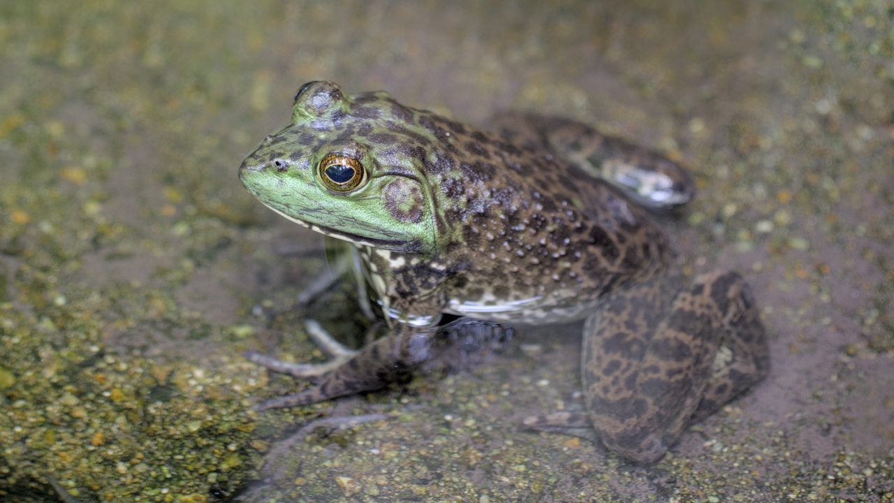 Большая серая жаба сидит в воде