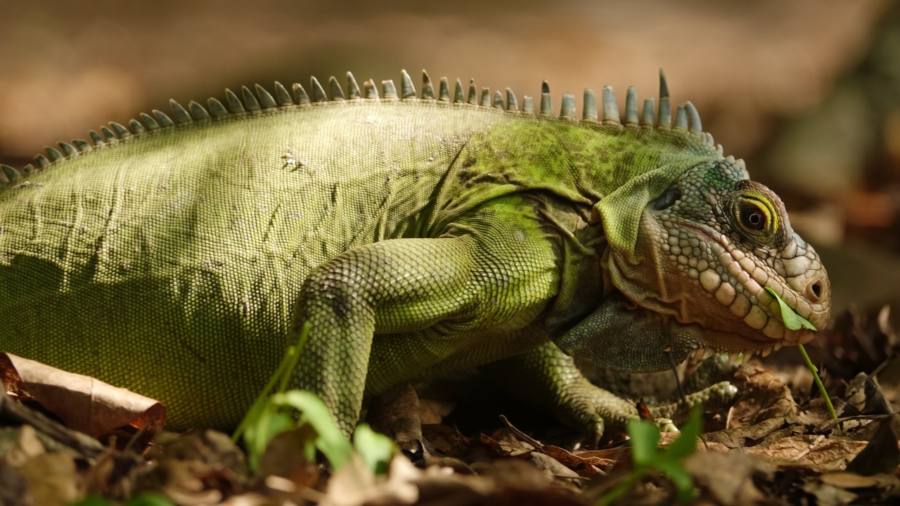 Большая зеленая игуана на сухой листве