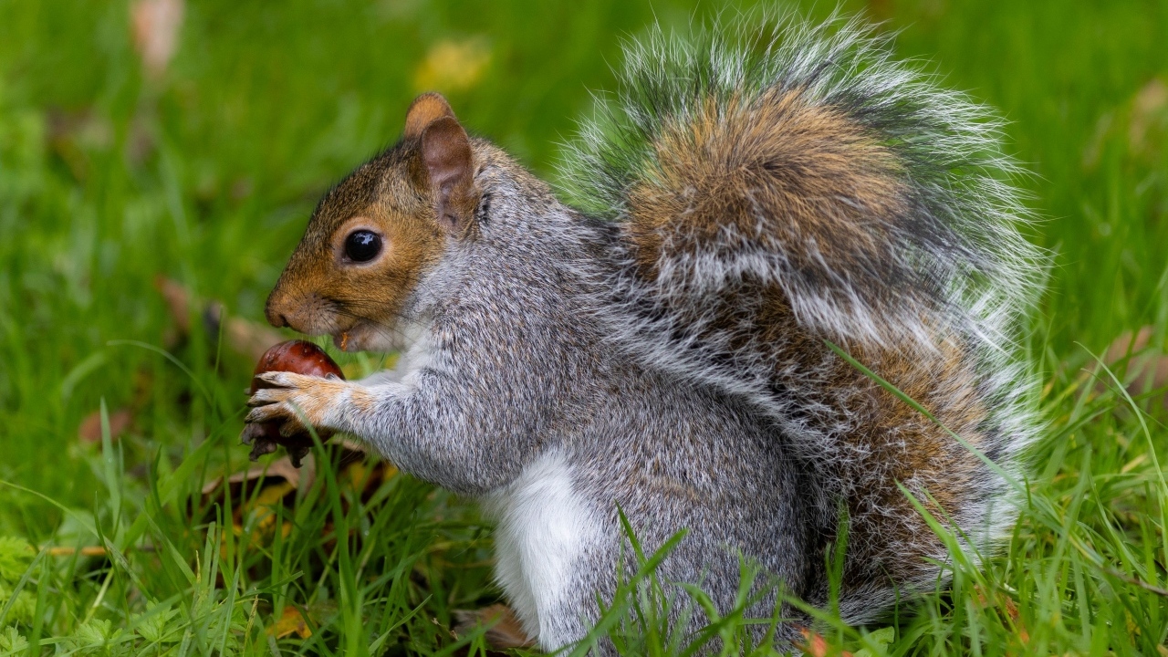 Пушистая серая белка с орехом в траве
