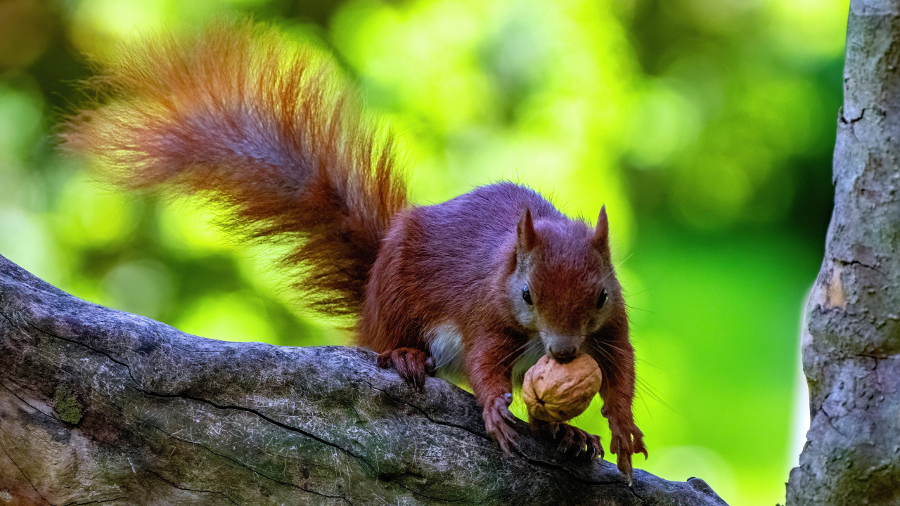 Пушистая рыжая белка с грецким орехом на ветке
