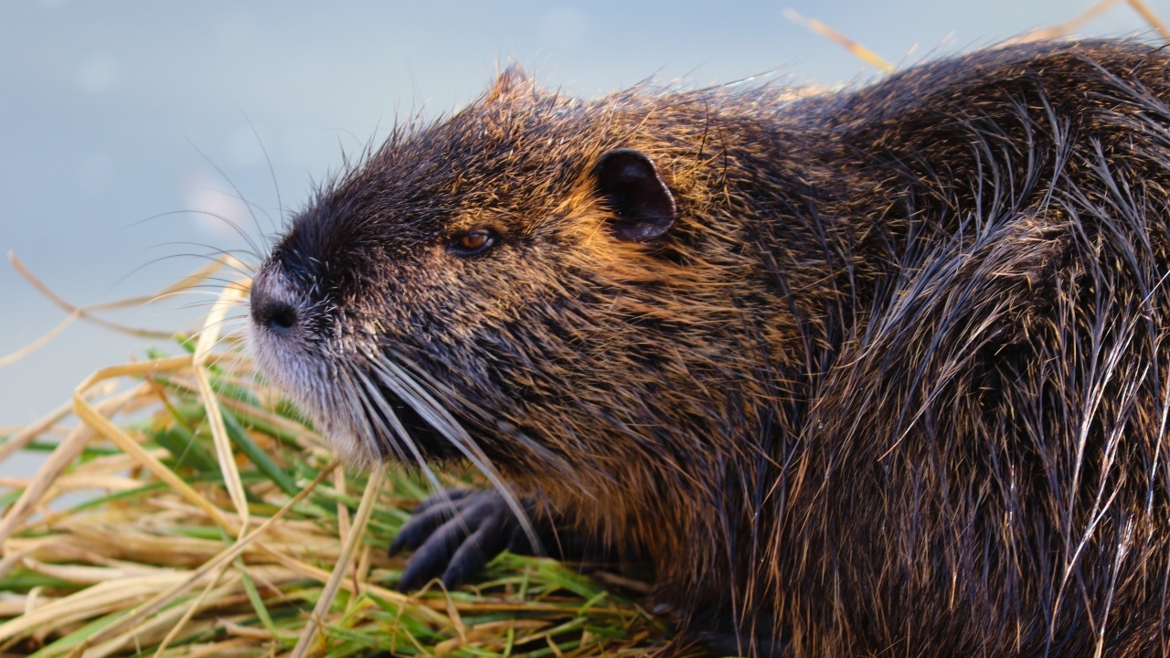 Большая серая нутрия у воды