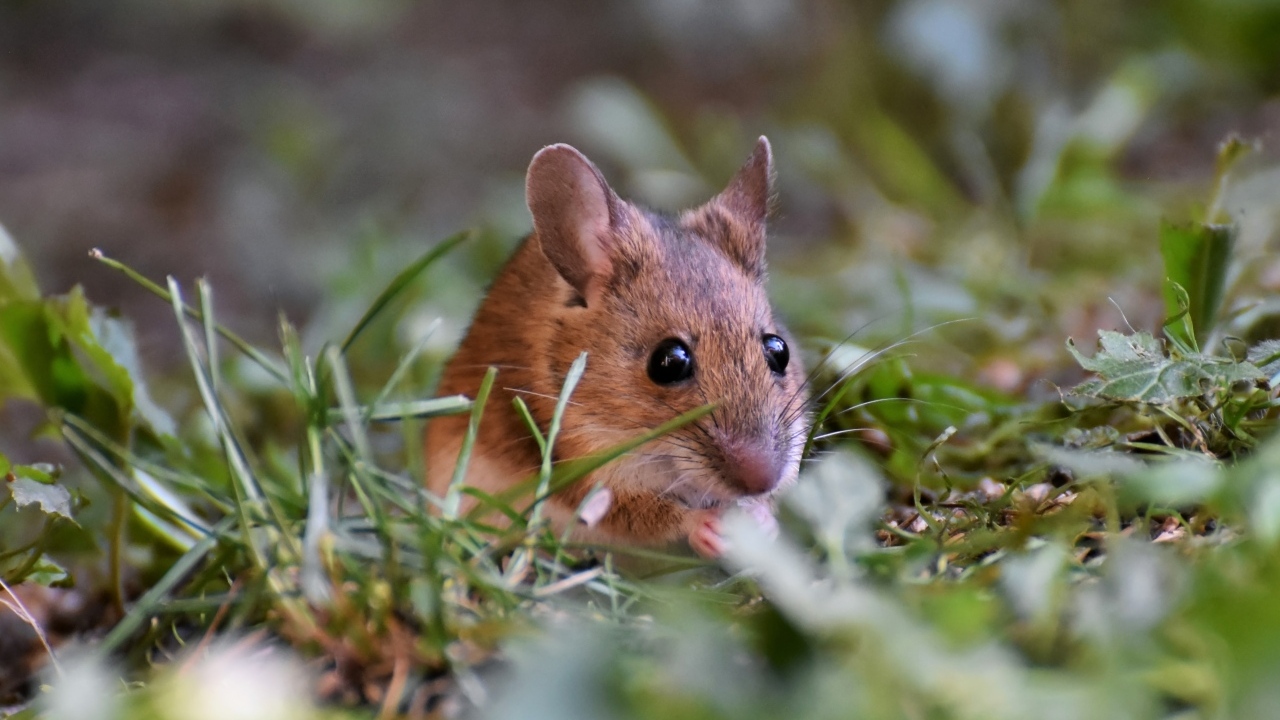 Маленькая мышь полевка сидит в траве
