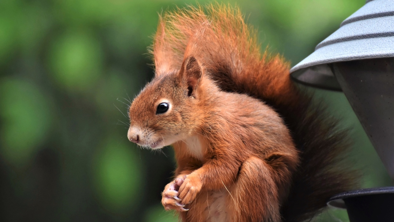 Рыжая белка с пушистым хвостом у кормушки