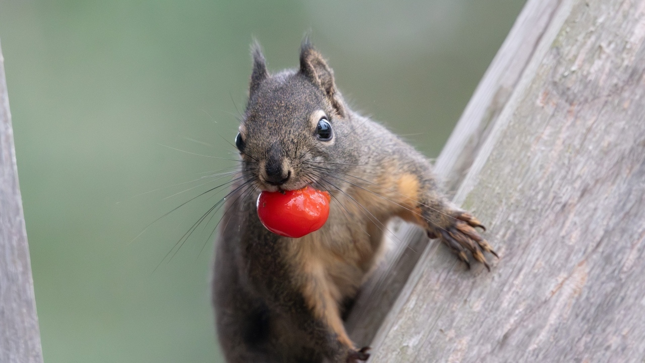 Белка с красной ягодой в зубах