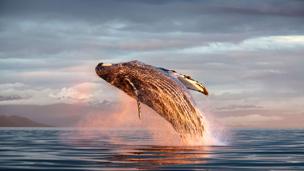Большой кит выпрыгивает из воды в океане