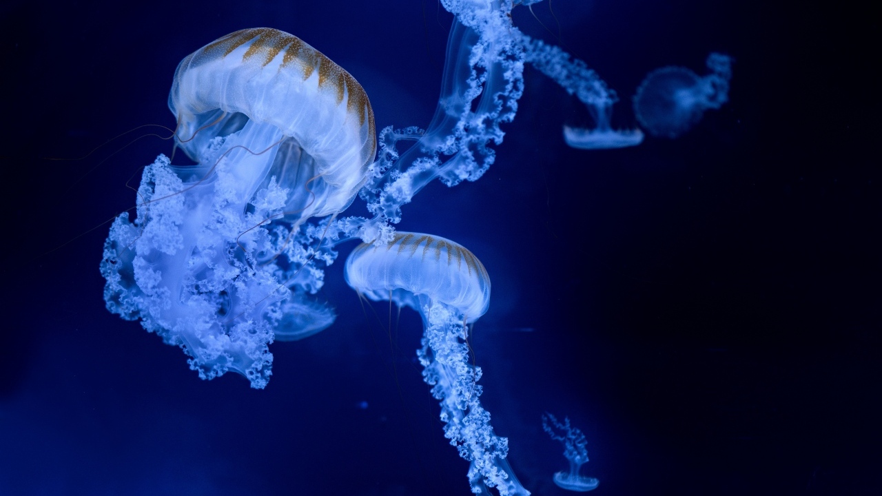 Голубые медузы на синем фоне