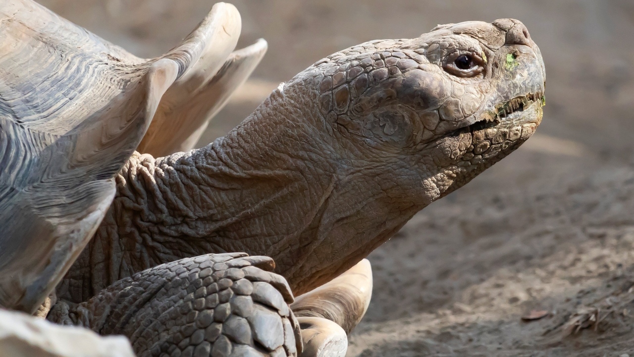 Большая шпороносная черепаха крупным планом