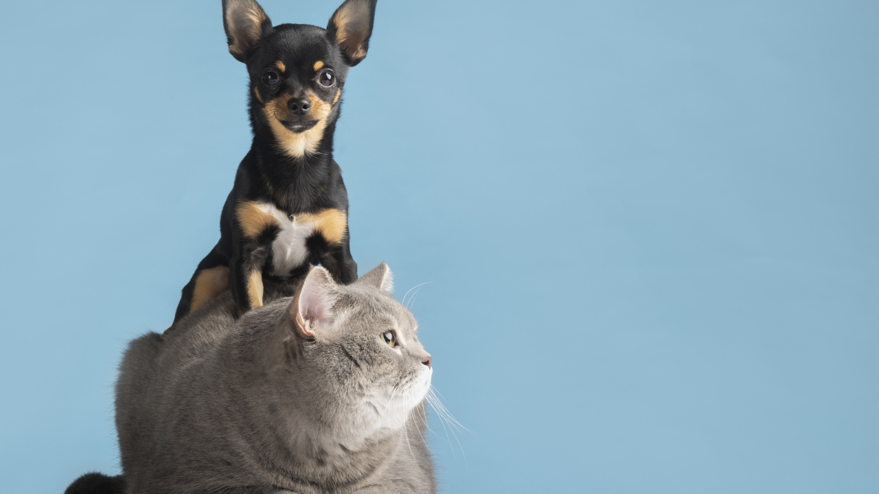 Большой серый кот с собакой на голубом фоне