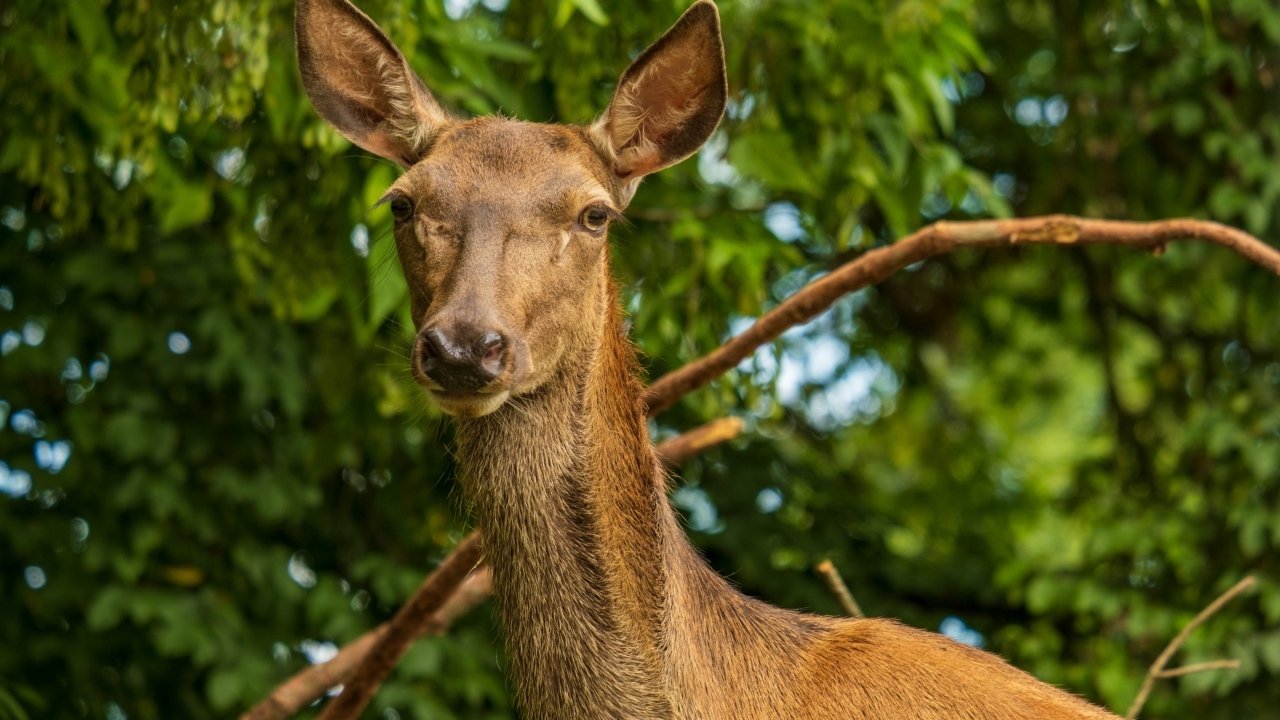 Большая коричневая олениха