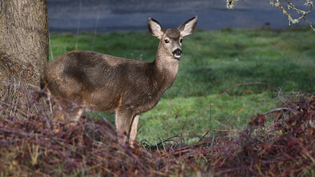 Олень стоит у дерева в лесу