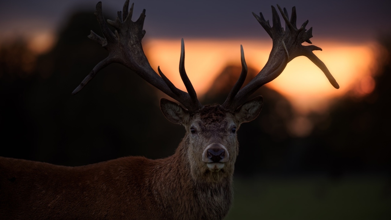 Олень с большими рогами на фоне заката