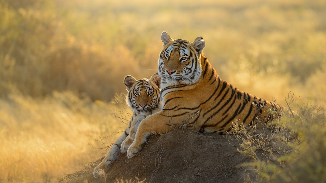 Большая тигрица с детенышем 