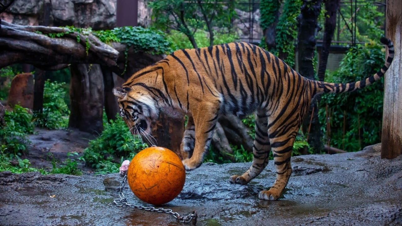 Большой полосатый тигр играет с мячом в зоопарке