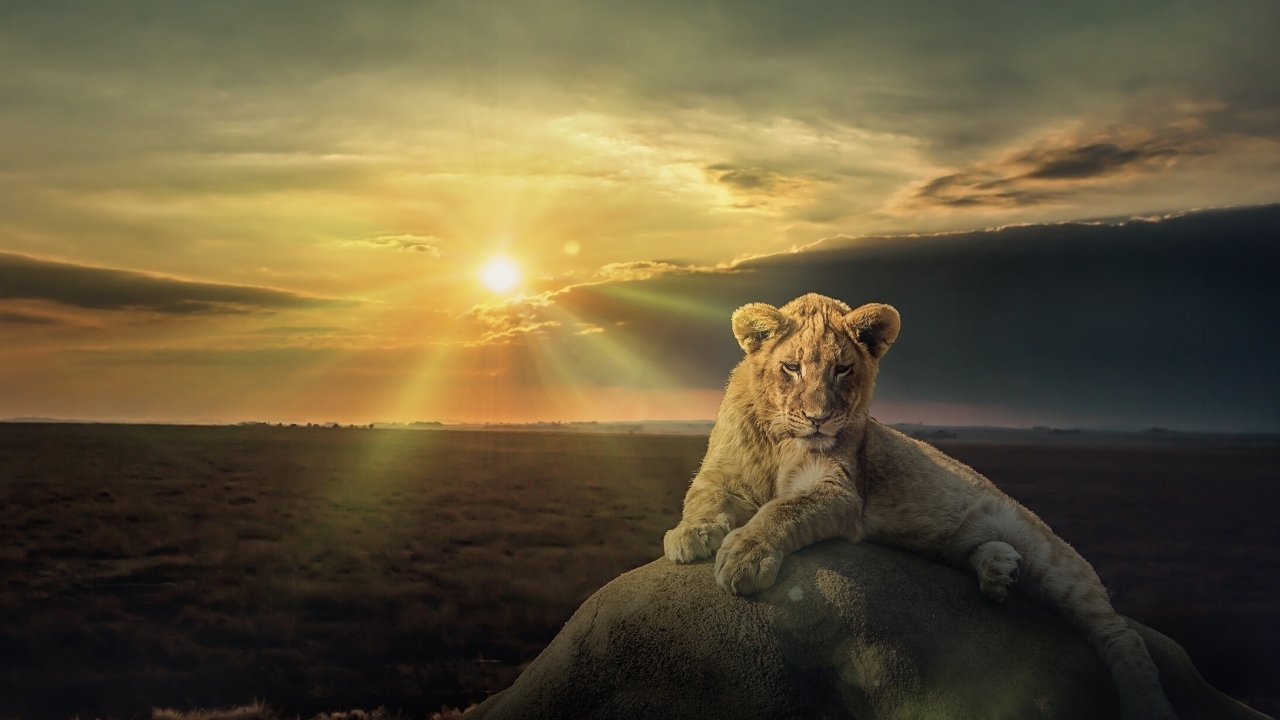 Белый лев лежит на камне на фоне солнца