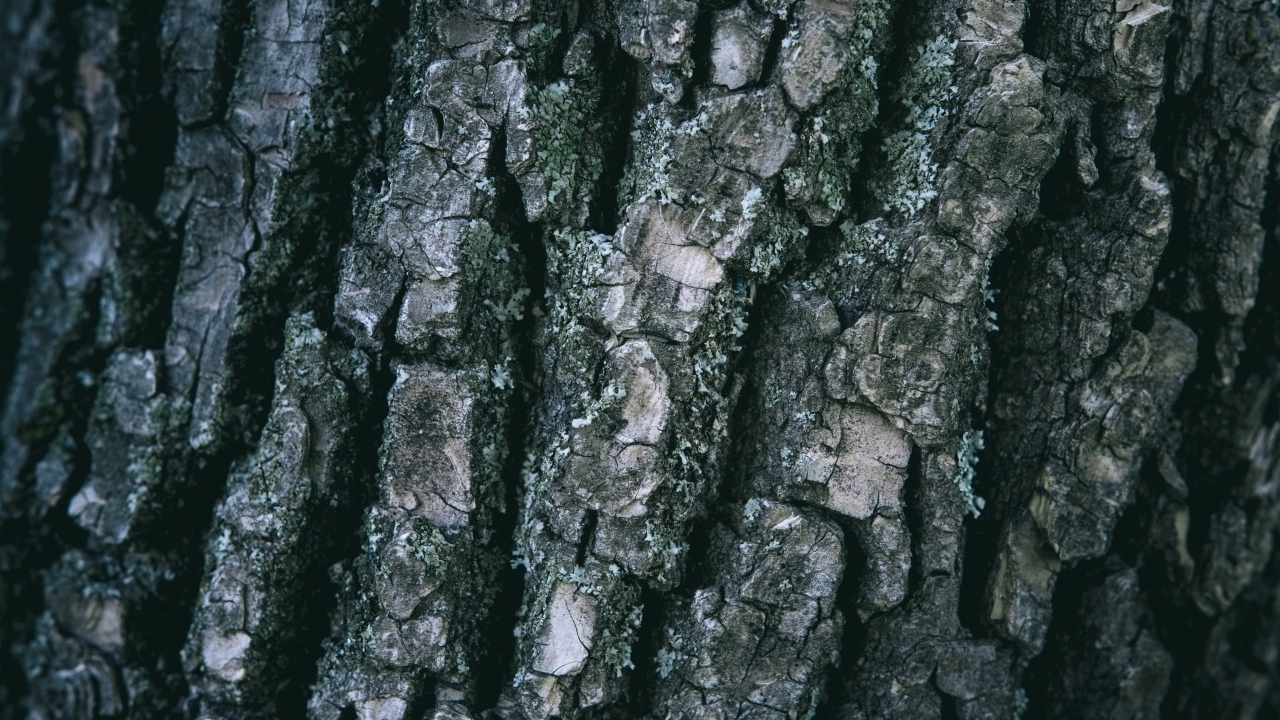 Старая кора дерева для фона
