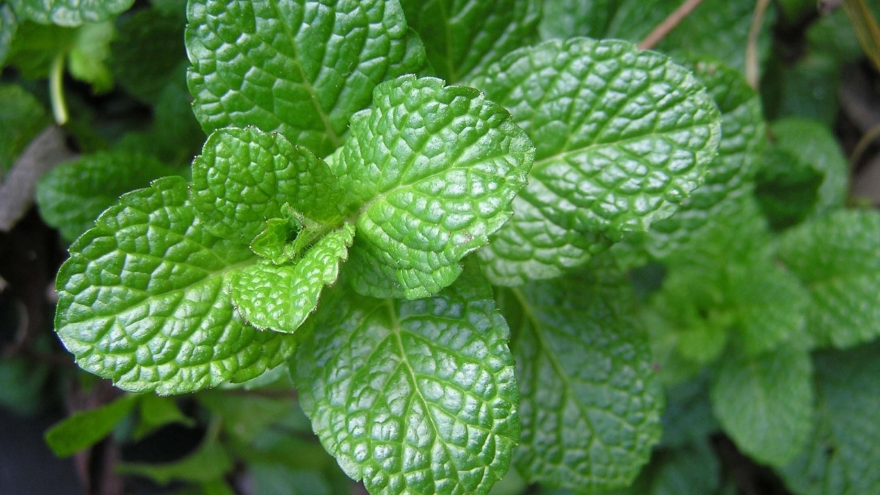 Ароматная свежая зеленая мята крупным планом