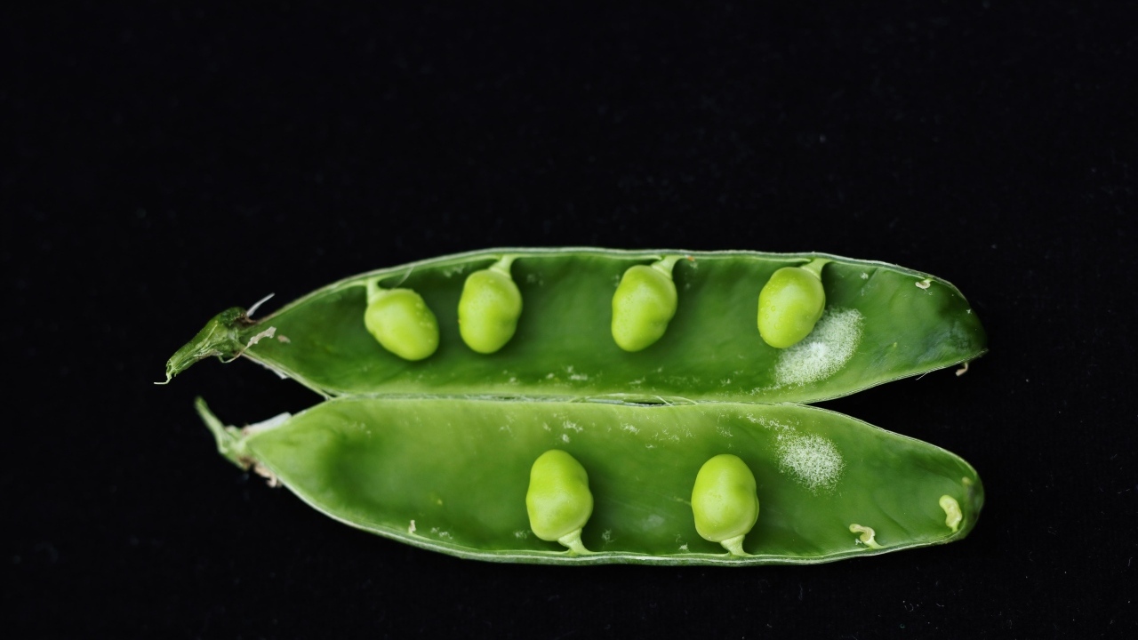 Зеленый горох на черном фоне