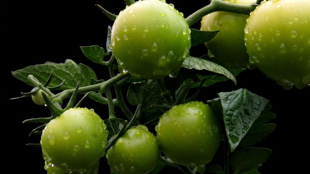 Зеленые помидоры на ветке в каплях воды