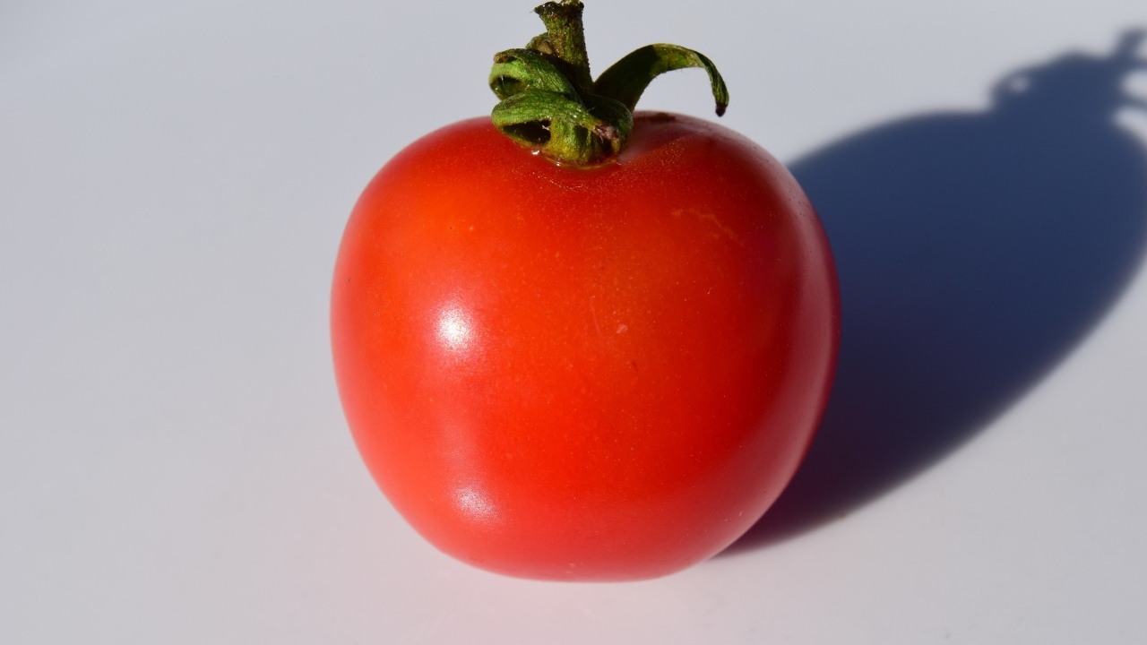 Большой красный помидор на сером фоне