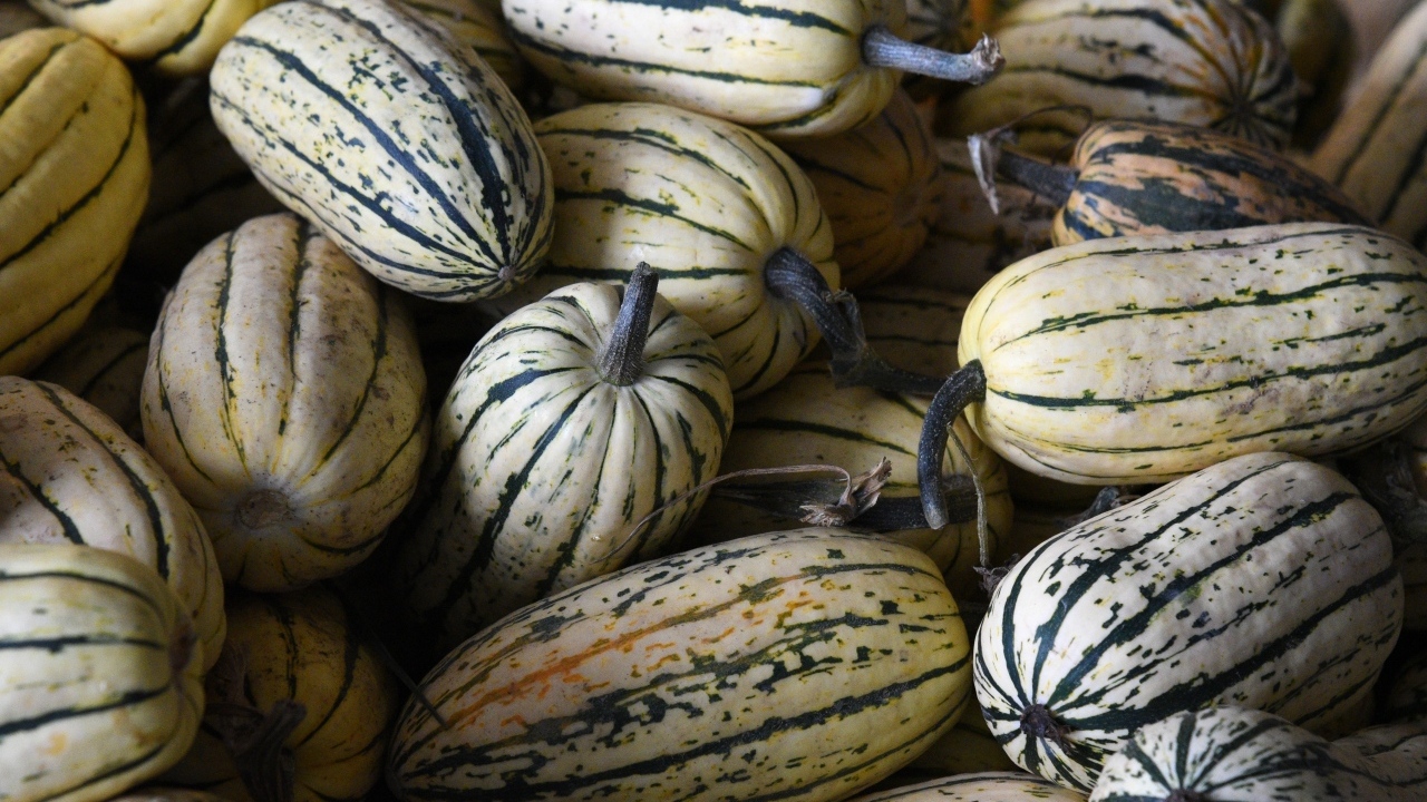 Полосатая маленькая тыква крупным планом