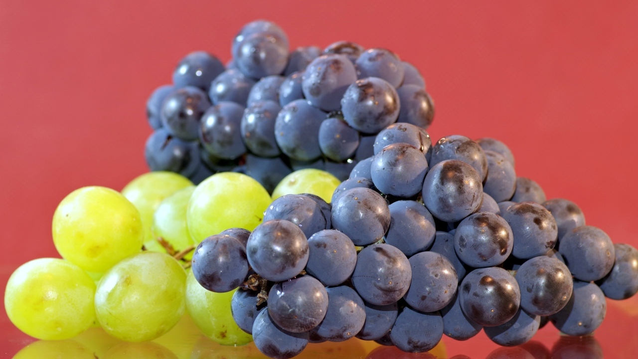 Синий и зеленый виноград на красном фоне