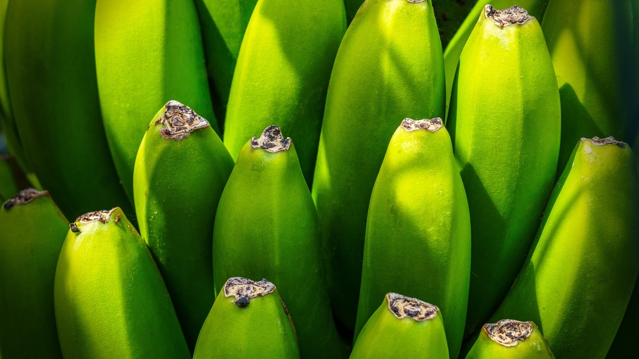 Зеленые бананы крупным планом
