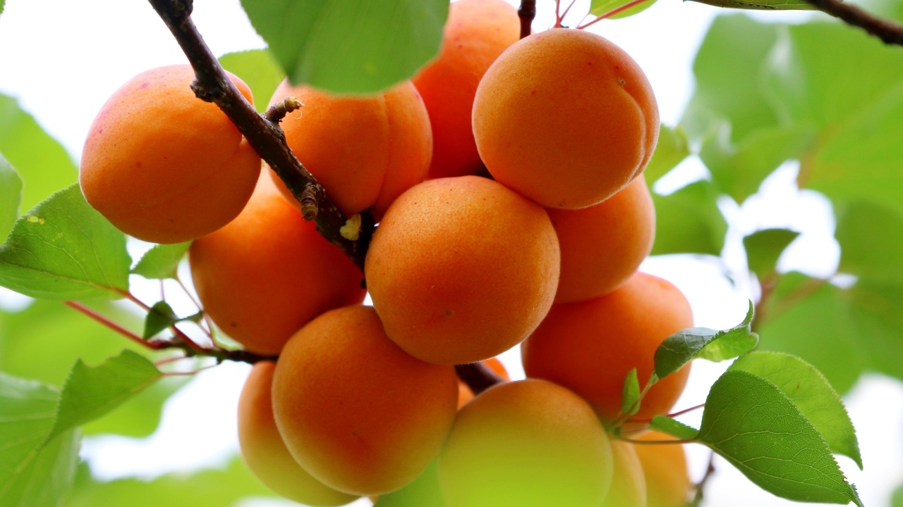Спелые оранжевые абрикосы на ветке