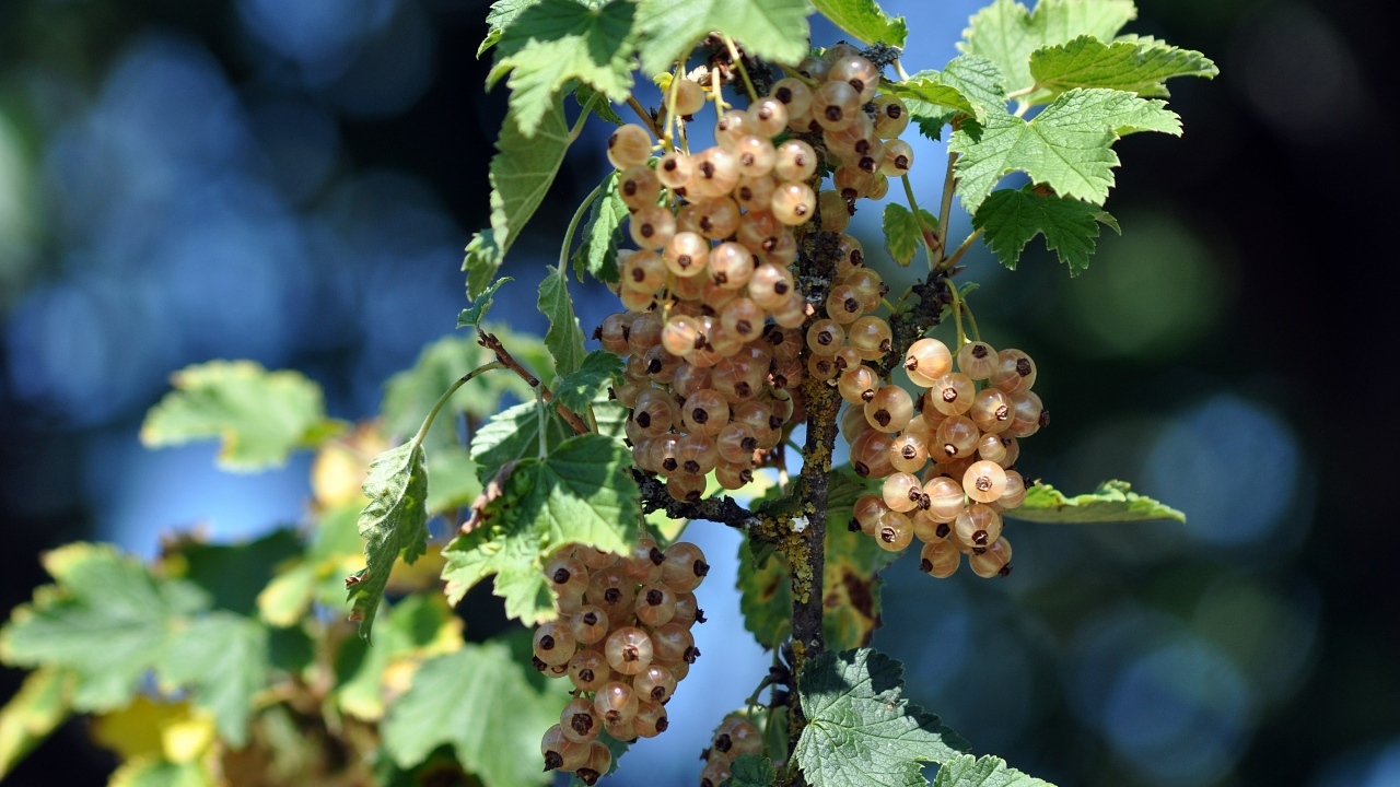 Ягоды белой смородины на ветке