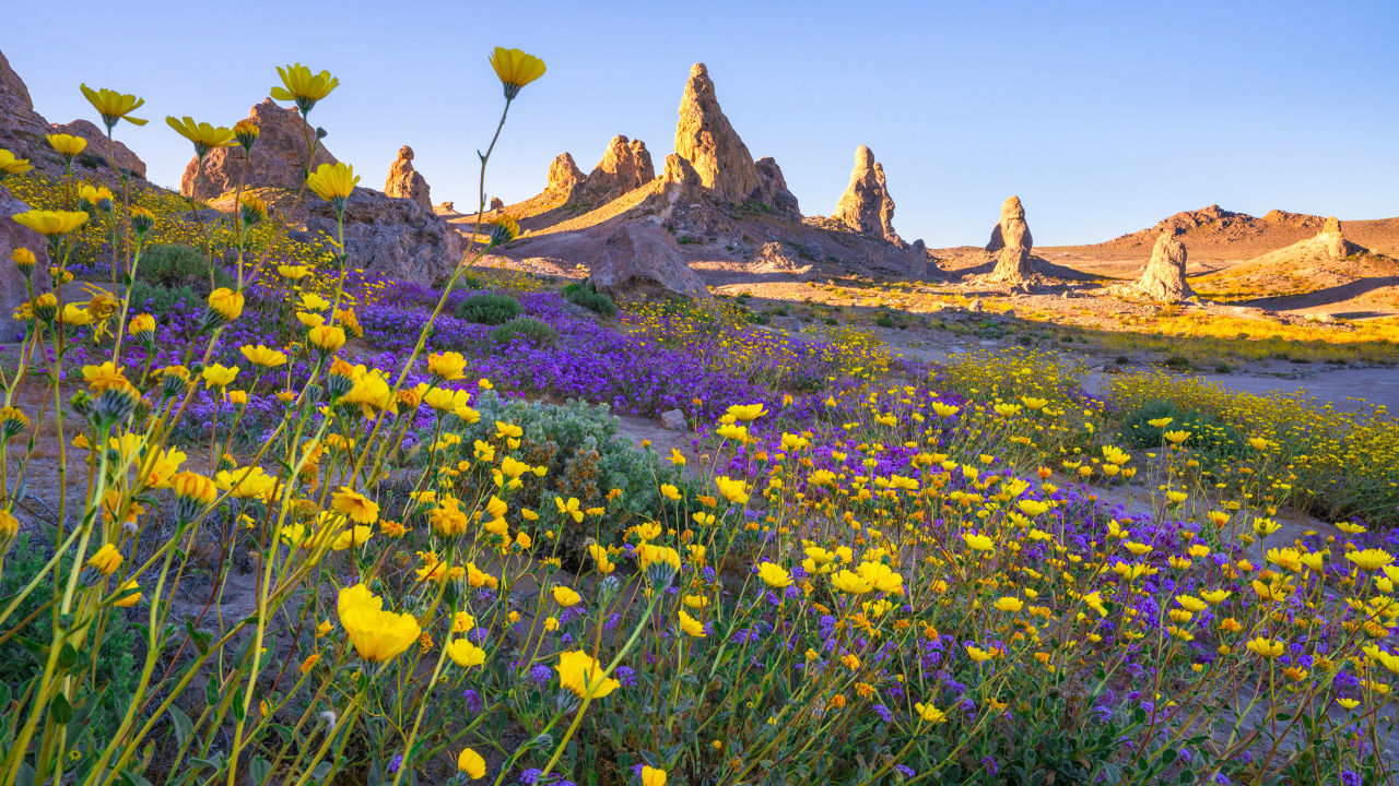 Много цветов на поляне в горах