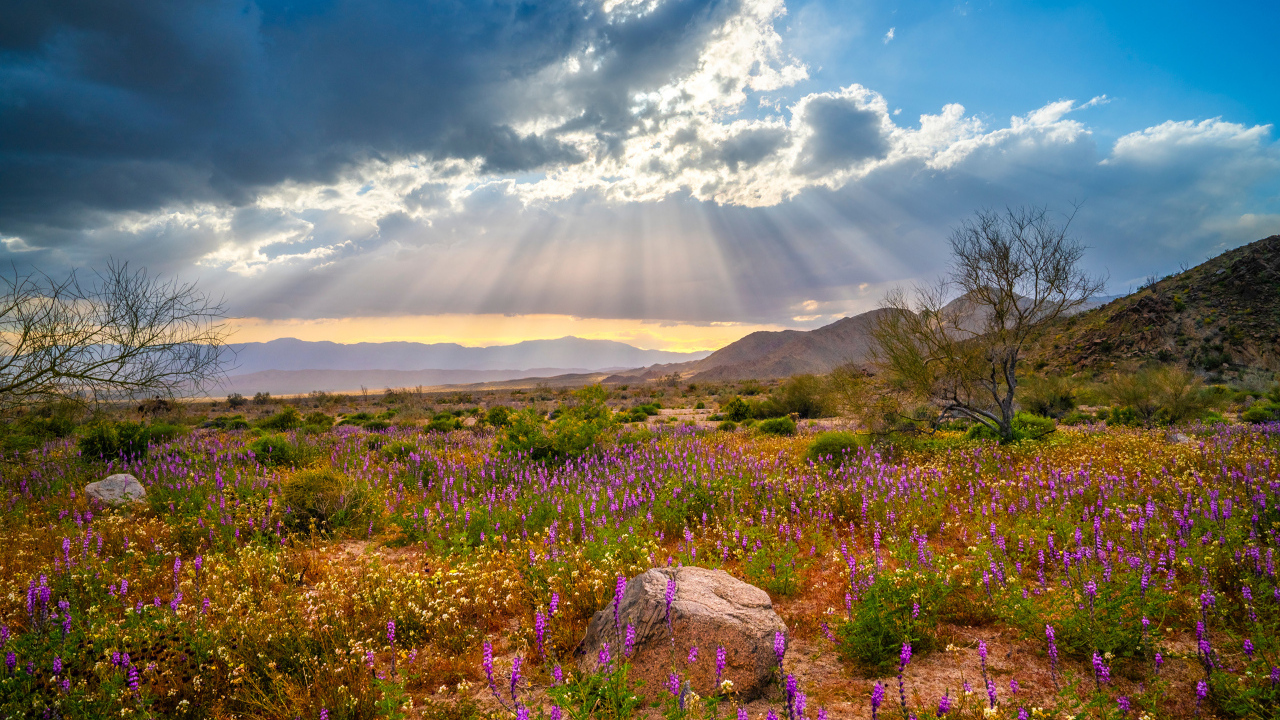 Лучи солнца в облаках над поляной с цветами