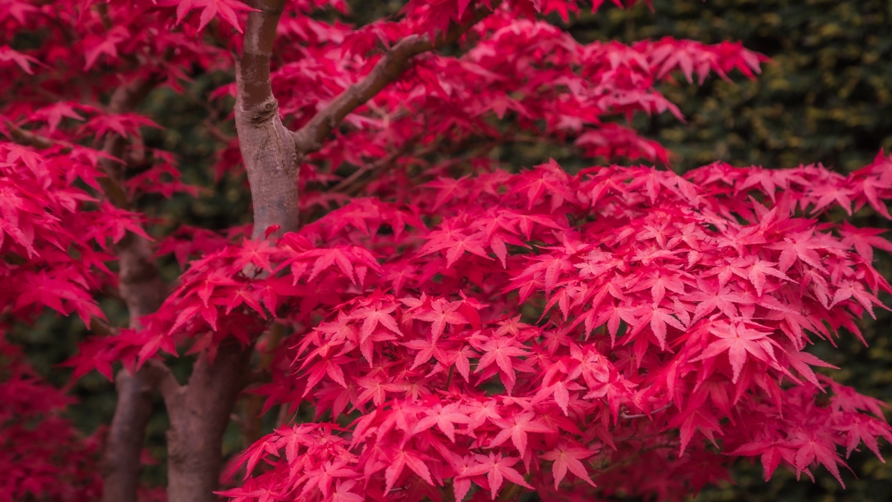 Красные листья клена на дереве осенью