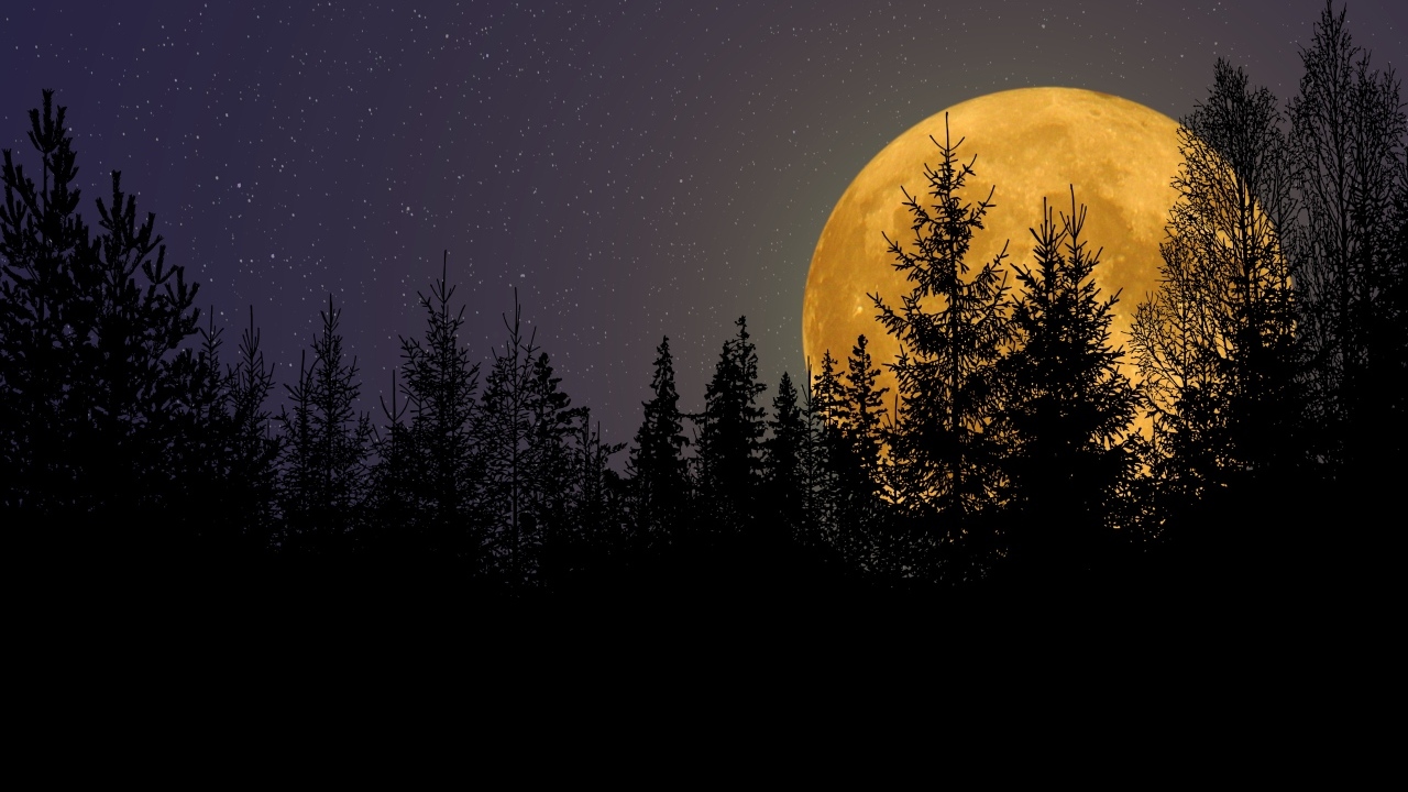 Большая желтая луна прячется за елями