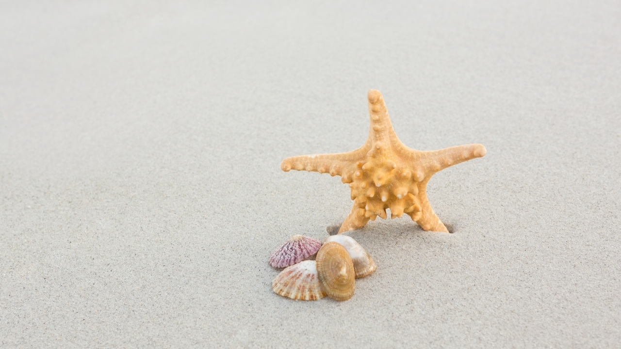 Морская звезда с ракушками на сером песке