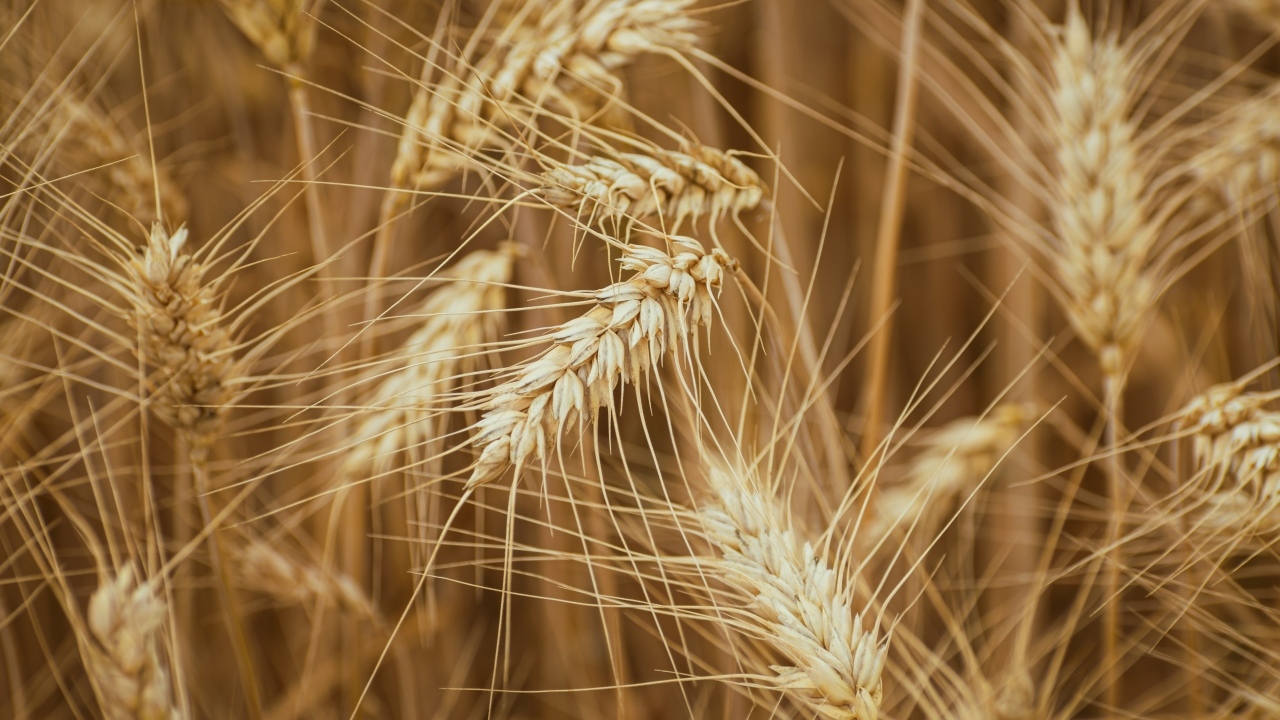 Колоски спелой пшеницы на поле крупным планом