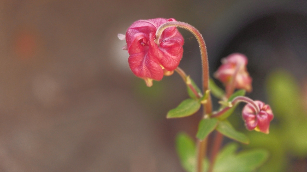 Распускающийся розовый цветок