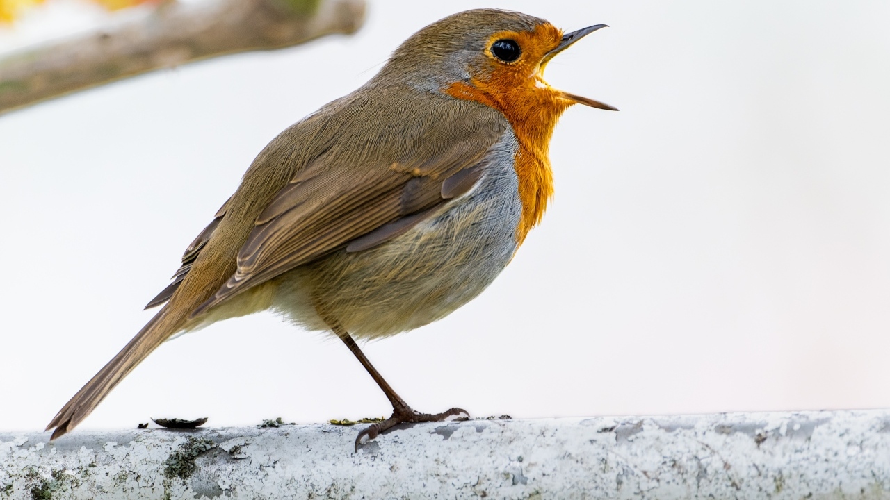 Маленькая европейская малиновка сидит на ветке