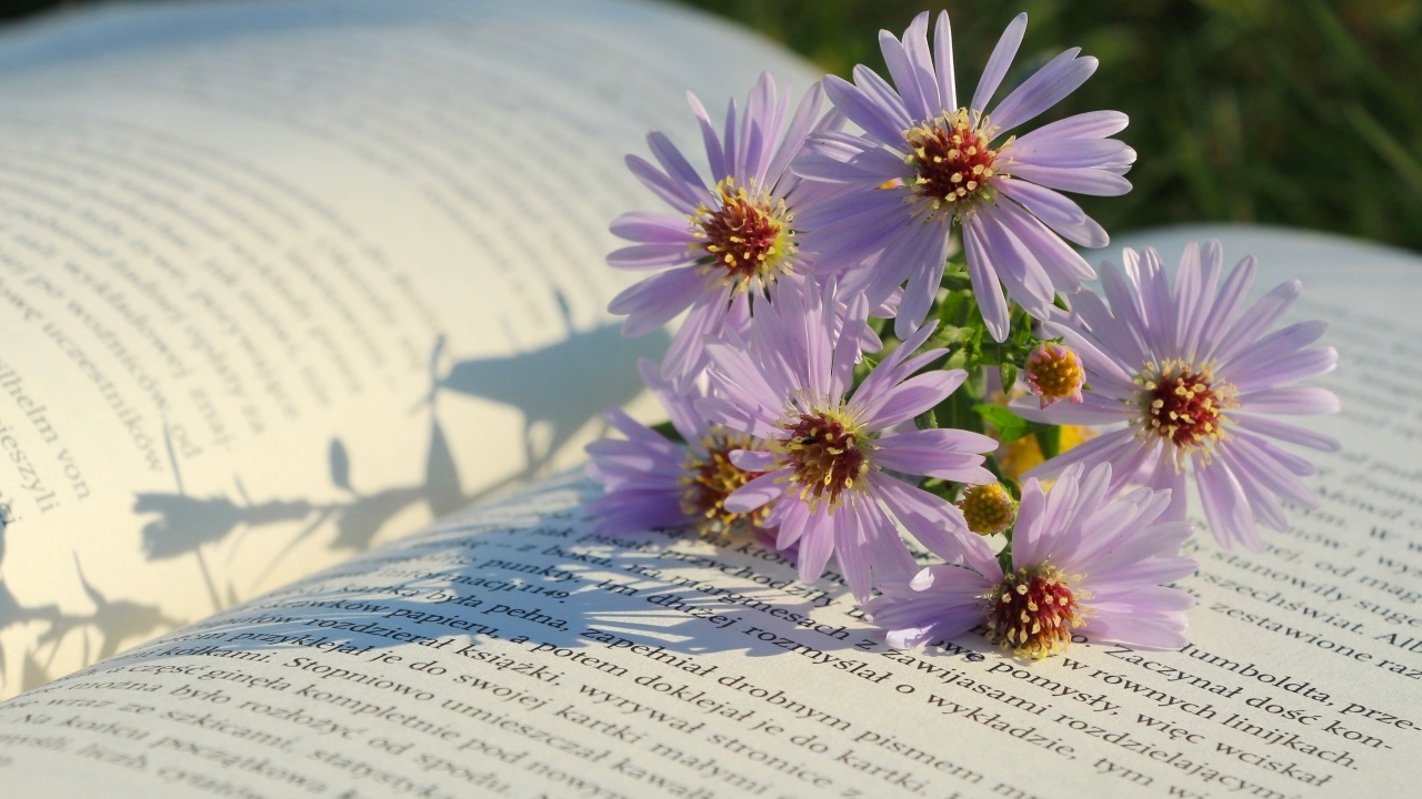 Осенние цветы сентябринка лежат на книге