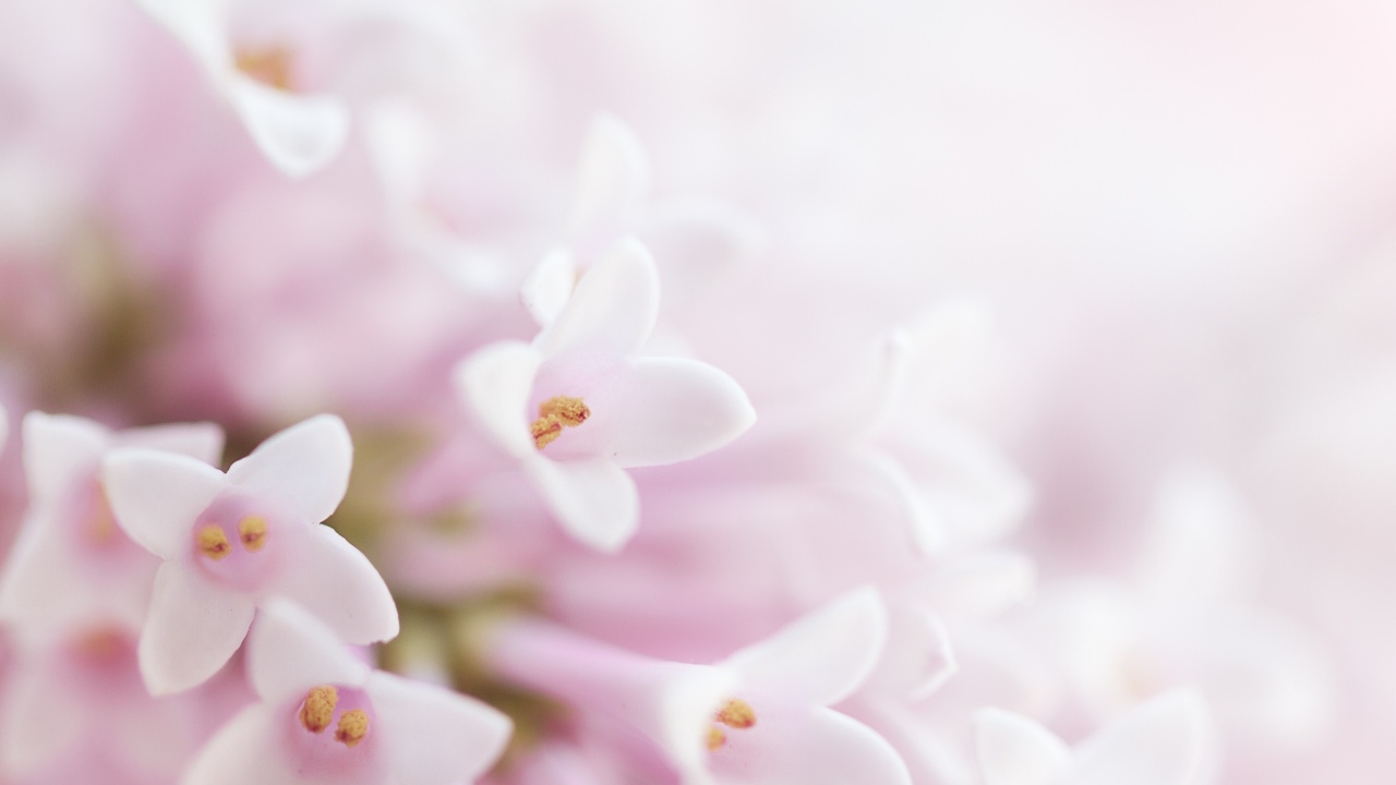 Фон с нежными розовыми цветами сирени