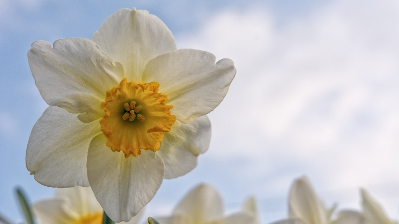 Красивый нежный белый цветок нарцисса 