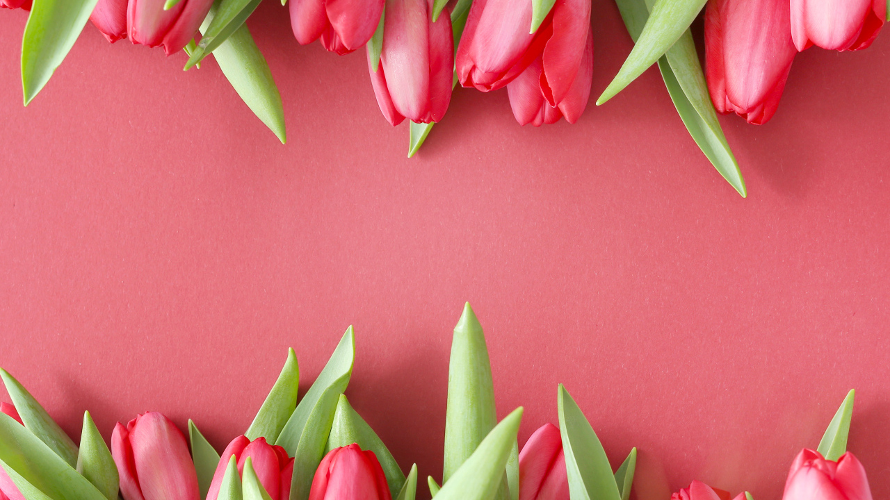 Красивые свежие тюльпаны на розовом фоне